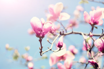 Fototapeta na wymiar Blooming magnolia tree in the spring sun rays. Selective focus. Copy space. Easter, blossom spring, sunny woman day concept. Pink purple magnolia flowers.