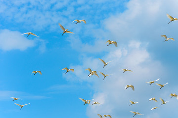 White egret birds are flying in the blue sky with clouds.