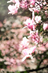 Fototapeta premium Blooming magnolia tree in the spring sun rays. Selective focus. Copy space. Easter, blossom spring, sunny woman day concept. Pink purple magnolia flowers.