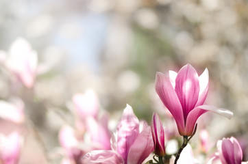Fototapeta premium Blooming magnolia tree in the spring sun rays. Selective focus. Copy space. Easter, blossom spring, sunny woman day concept. Pink purple magnolia flowers.