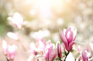 Blooming magnolia tree in the spring sun rays. Selective focus. Copy space. Easter, blossom spring,...