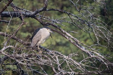 Black-crowned night heron