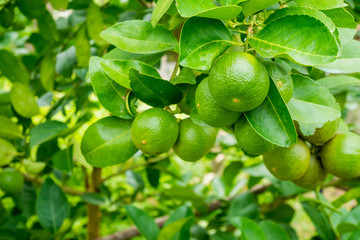 Fresh green lemon limes on tree in organic garden