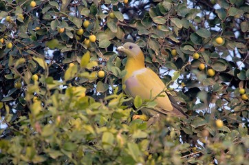 Fototapeta premium Yellow-footed green pigeon on a fruit tree in the wild in Bharatpur
