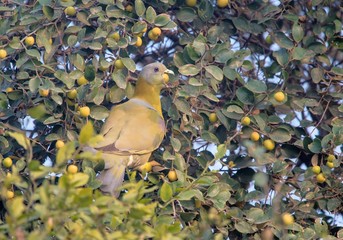 Fototapeta premium Yellow-footed green pigeon on a fruit tree in the wild in Bharatpur