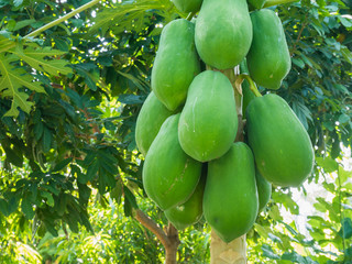 organic green papaya fruits on tree