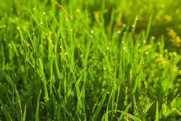 Fototapeta na wymiar Green grass and drops of morning dew