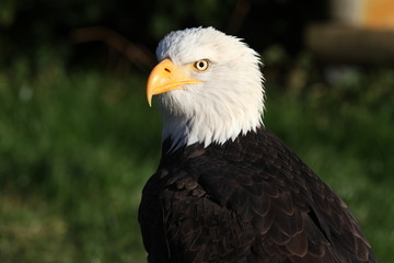 Obraz premium Weißkopfseeadler