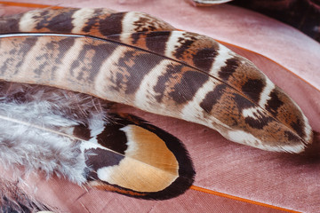 Obraz premium Owl Feather closeup detail, as decoration