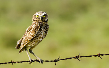 THE BURROWING OWL (ATHENE CUNICULARIA) IS A SMALL, LONG-LEGGED OWL , PERCHED ON A BARBED WIRE