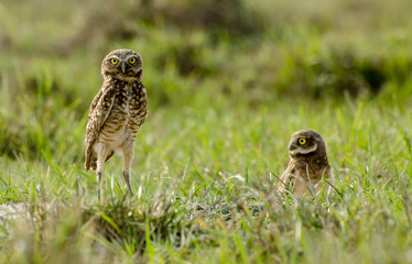 TWO BURROWING OWL (ATHENE CUNICULARIA) SMALL, LONG-LEGGED OWLS , AT THE ENTRANCE OF THEIR BURROW 