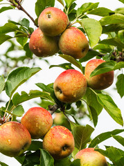 Maçãs na macieira.