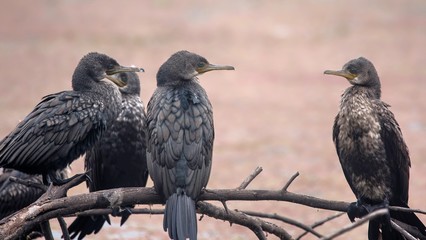 Indian Cormorants