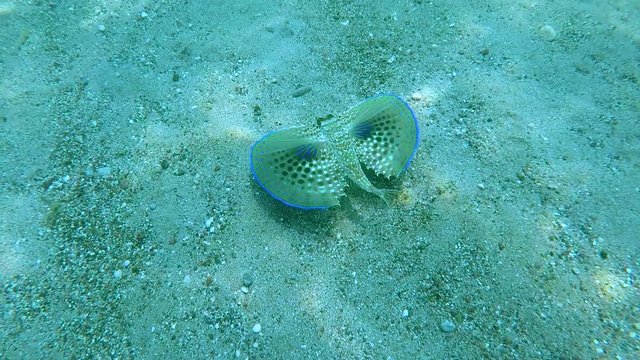 Mediterranean Dactylopterus Volitans Swimming On The Sandy Bottom Sea