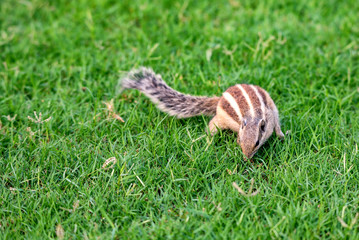 Fototapeta premium Northern palm squirrel or Funambulus pennantii