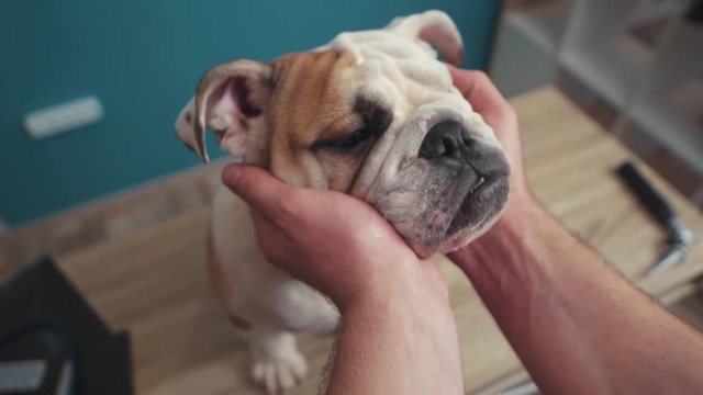 hand man stroking beautiful white brown english bulldog sitting on table dog face animal breed play lawn bull portrait playful pedigree cute happy mammal slow monion pet close up pretty
