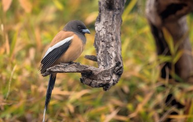Rufous treepie perched on a branch in Bharatpur