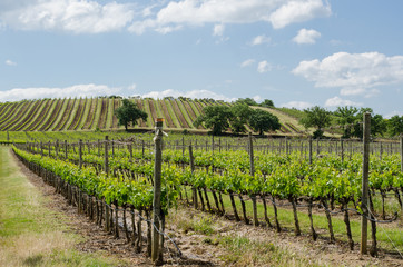 Fototapeta na wymiar vigneti di Montalcino