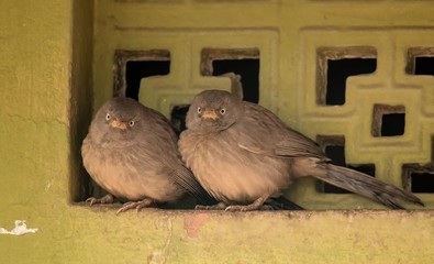 Fototapeta premium Jungle Babblers at Bharatpur