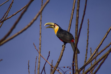 Toucan bird in a dry branch, blue sky with no clouds. Frei Rogério, Santa Catarina / Brazil