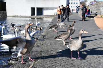 Iceland Reykjavik Tjörnin lake アイスランド レイキャビク チョルトニン湖