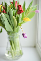 Tulip. bouquet of multicolored tulips on a light background