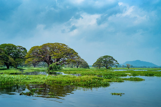Scenic view of tropical lake with trees in water