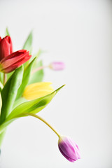 Tulip. bouquet of multicolored tulips on a light background