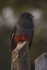 'Trogon surrucura' bird looking at the camera in a wooden fence. Green soft background. Frei Rogério, Santa Catarina / Brazil