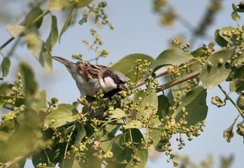 Fototapeta premium Sparrow in the wild at Bharatpur