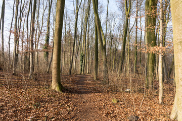 forest in winter with sun