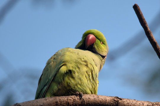 Rose-ringed Parakeet at Bharatpur