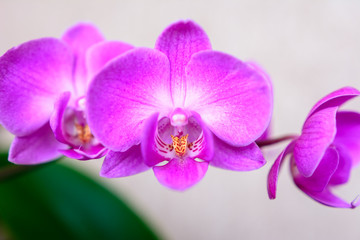 Orchidee nahaufnahme der Blüte