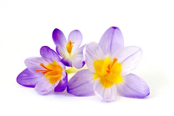Fototapete Krokusse Krokus - eine der ersten Frühlingsblumen
