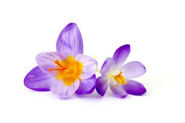 Crédence de cuisine en verre imprimé Crocus crocus - one of the first spring flowers