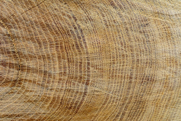 Fototapeta premium Holz mit schöner Struktur