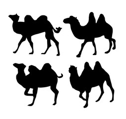 Vector camel silhouettes