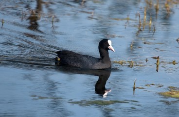 Common Coot