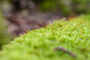 Kleine Pflanzen im Moos