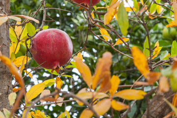 Ripe red garnet on a branch with dry yellow leaves. Rays of autumn sun