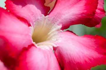 Pink Desert Rose or Impala Lily or Mock Azalea flower close up