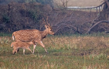 Naklejka na ściany i meble Stag and fawn of Spotted Deer at Bharatpur