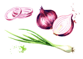 Onion and green chive. Watercolor hand drawn illustration, isolated on white background