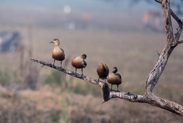 Fototapeta premium Lesser whistling ducks perched on a dead tree branch at Bharatpur