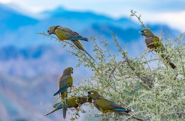 Loros Barranqueros  © estebran