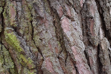 Closeup of a brown tree bark