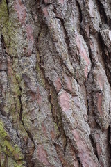 Closeup of a brown tree bark