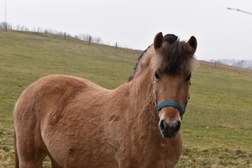 Obraz premium Closeup of a beautiful light brown horse