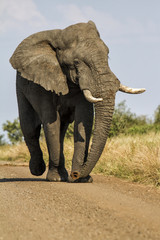 Fototapeta na wymiar Big elephant bull on our path in Krugerpark in South Africa