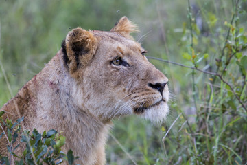 Portrait of a lioness in the Sabia Sands Game Reserve in the Kruger Region in South Africa